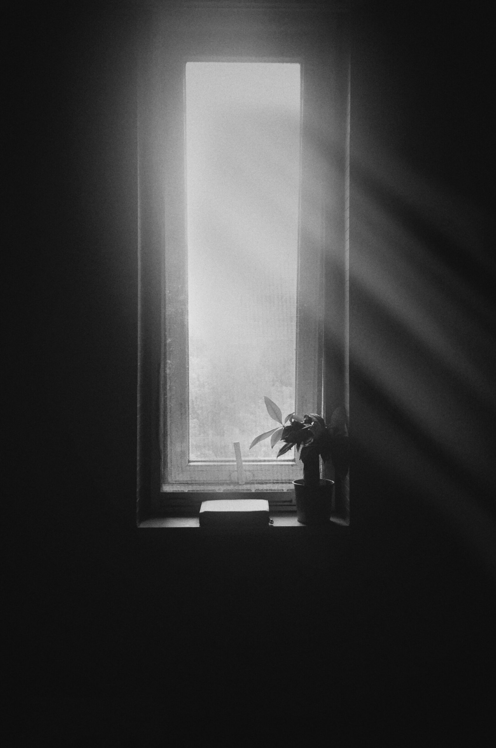 Soft light streaming through a window onto a plant, symbolizing nervous system regulation and calm