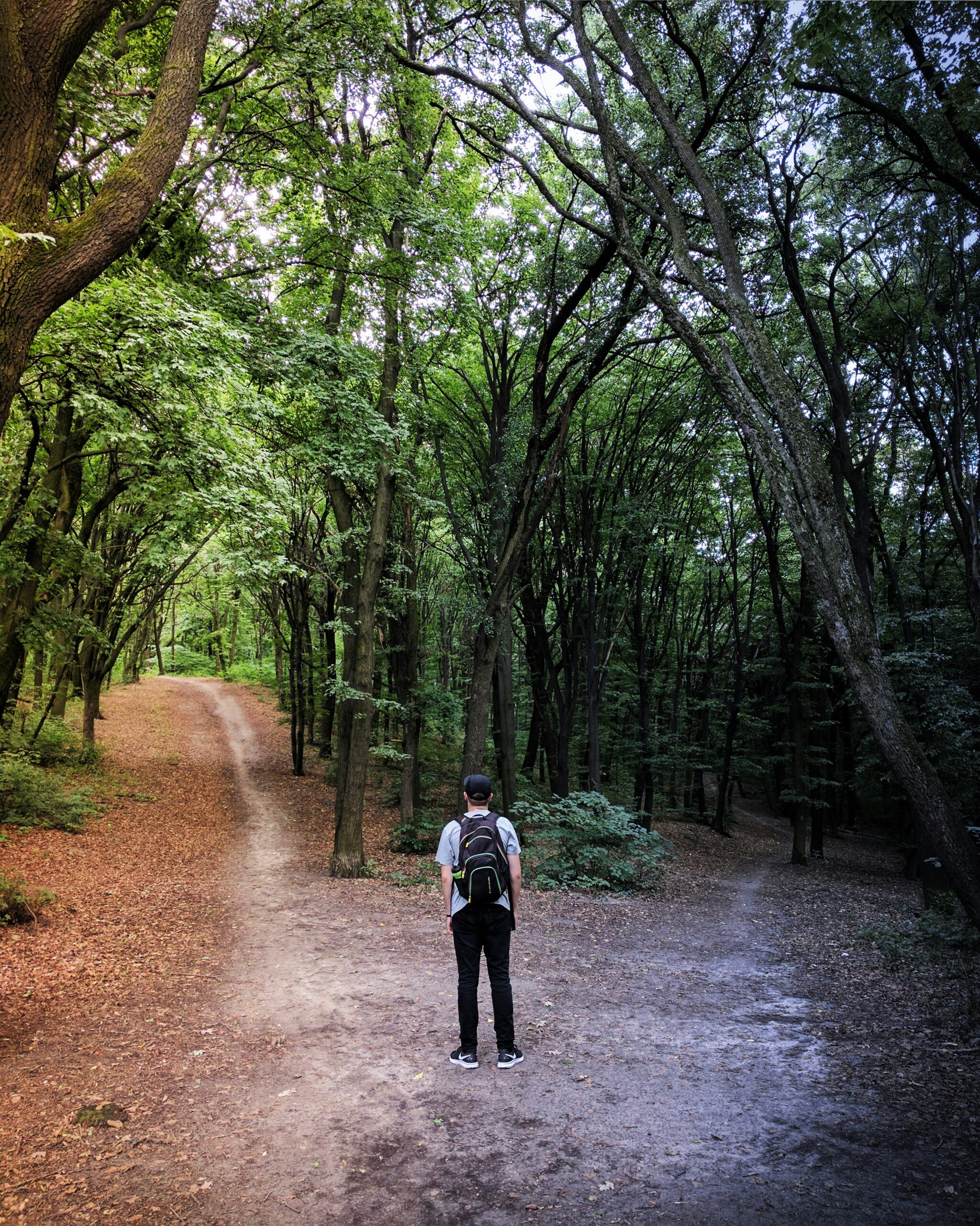 Person standing at a fork in the path in the woods, reflecting on a life transition