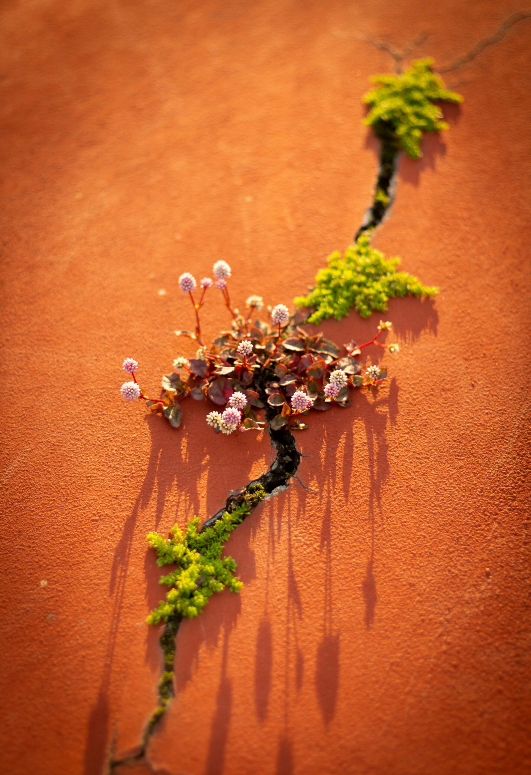 Small flowers growing through a crack, symbolizing somatic therapy for trauma and body-based healing in NYC